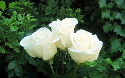 Vanilla Roses