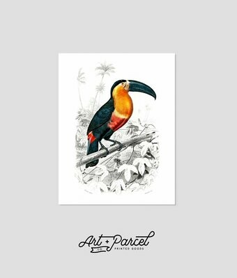 Vintage Bird Print