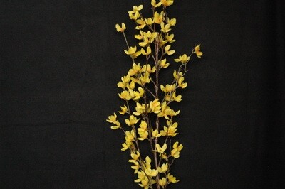 Forsythienast 110cm, gelb