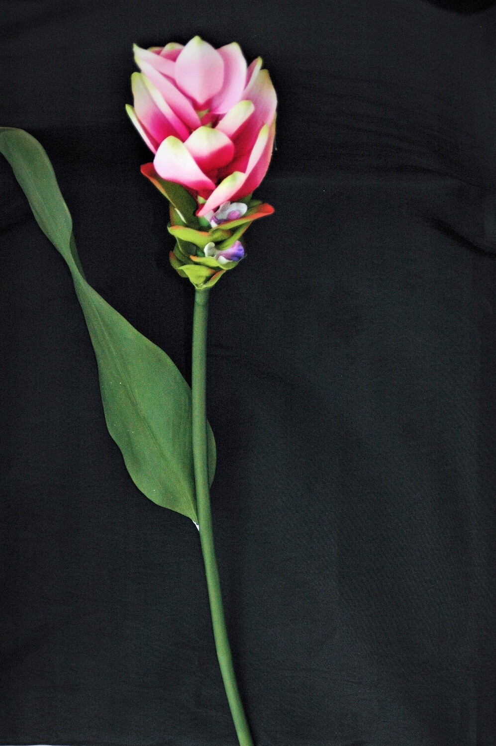 Kurkumablüte 78cm, Kunststoff, pink