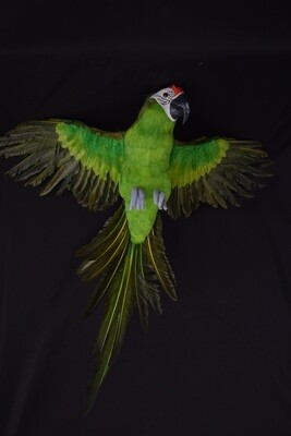 Papagei z. Hängen 73cm, grün