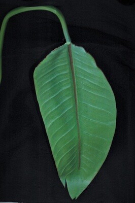 Strelizienblatt 115cm, PVC, grün