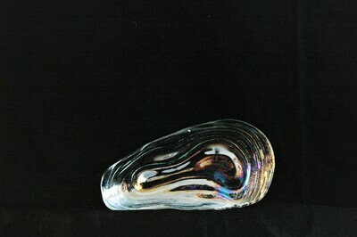 Muschel schale aus Glas 22cm, klar