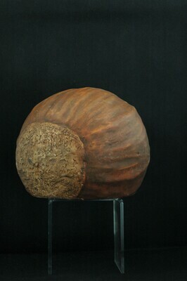 Nuss 20cm od. 40cm, Magnesia, braun