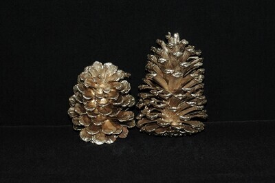 Tannenzapfen ca.12cm, champagner