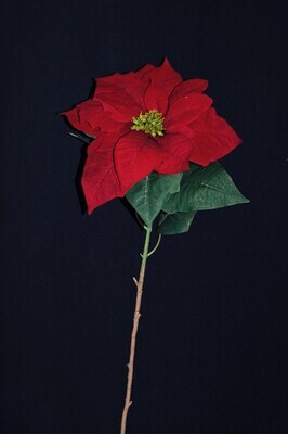 Weihnachtsstern am Stil 75cm weiss od. rot Weihnachtsstern am Stil 75cm weiss od. rot