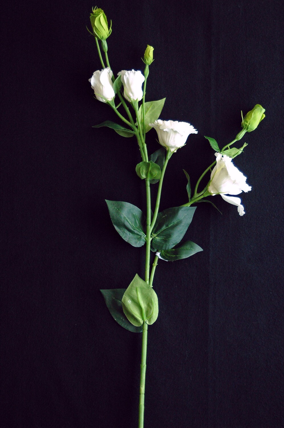 Lisianthus 80cm, weiss