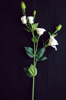 Lisianthus 80cm, weiss