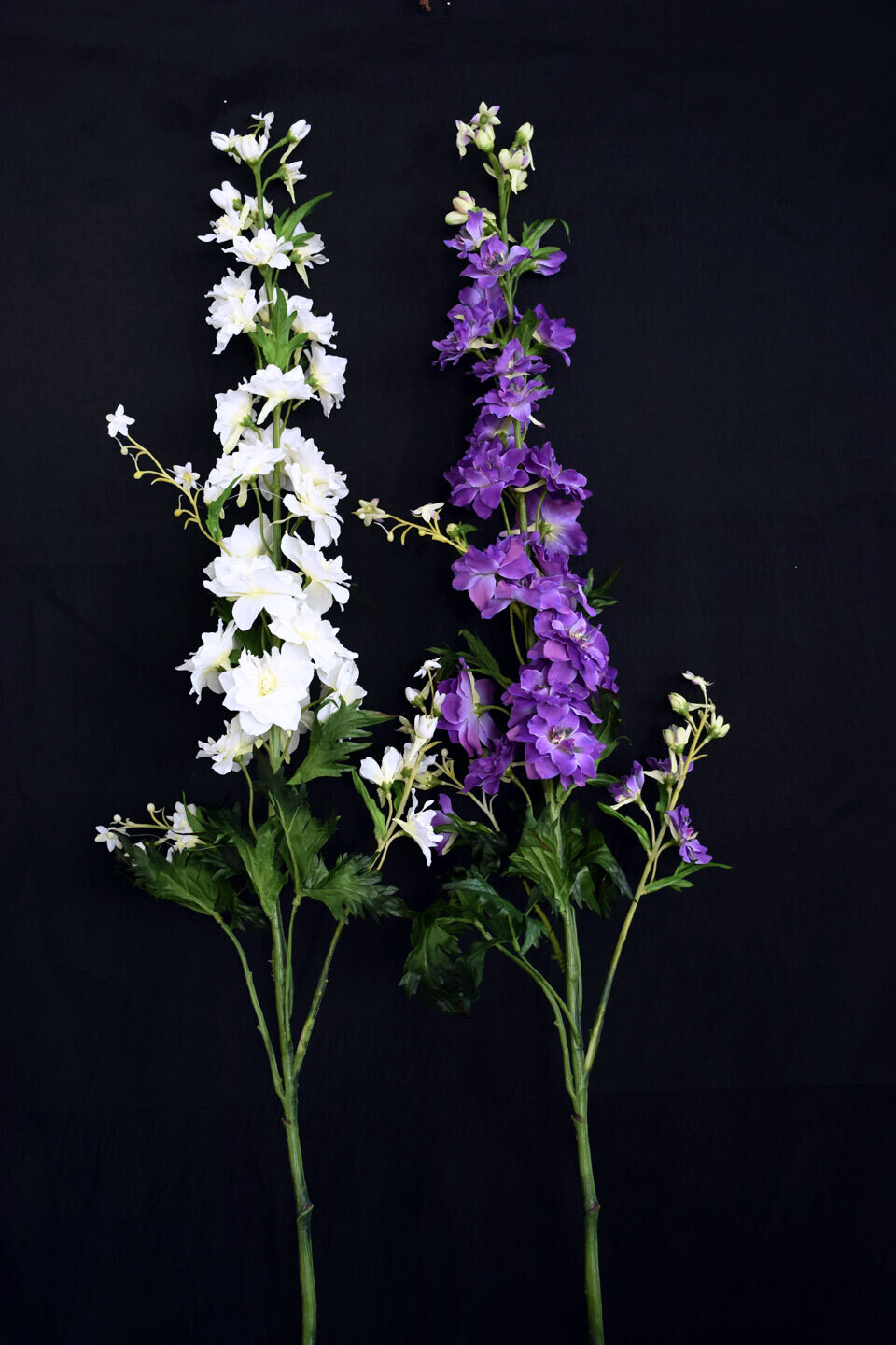 Ritterspornast 90cm, weiss oder violett