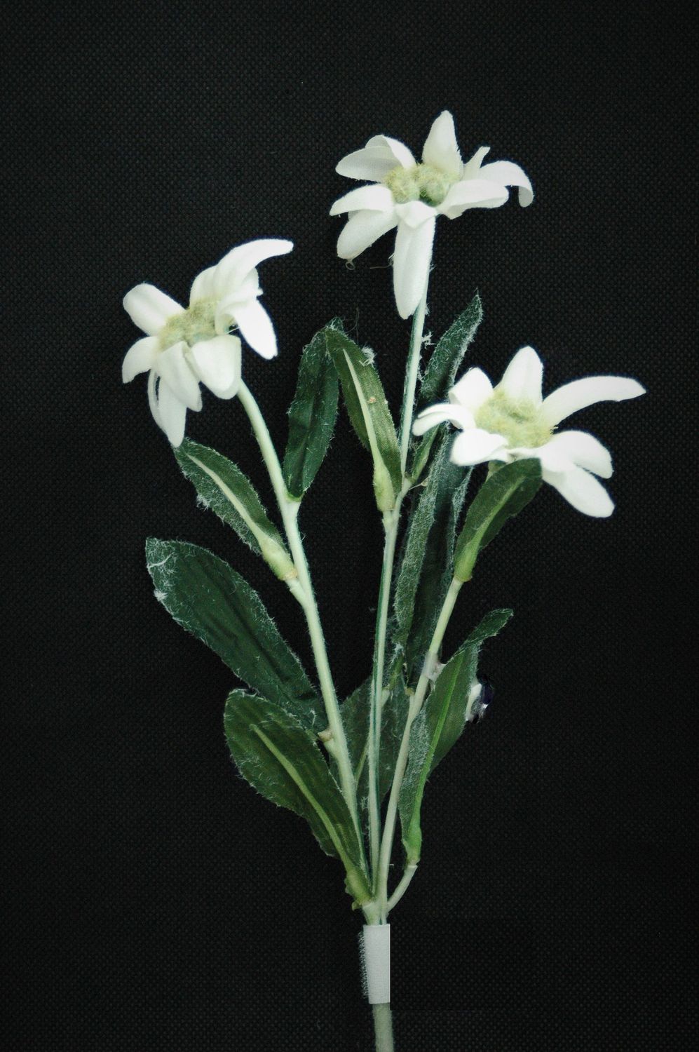 Edelweissstrauss x3 30cm, weiss