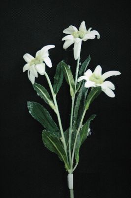 Edelweissstrauss x3 30cm, weiss