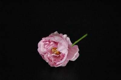 Pfingstrose am Draht 6cm, Stoff, pink