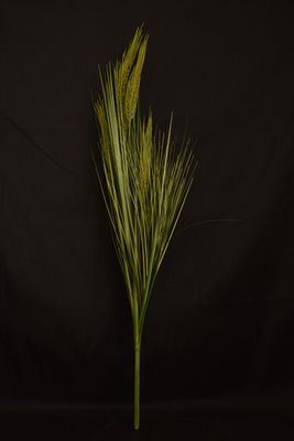 Ährenbündel 79cm, grün