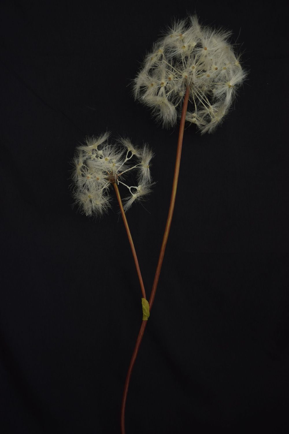 Pusteblume Gigant 99cm, natur