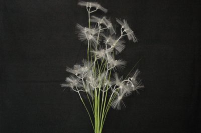 Dekoast 120cm, natur