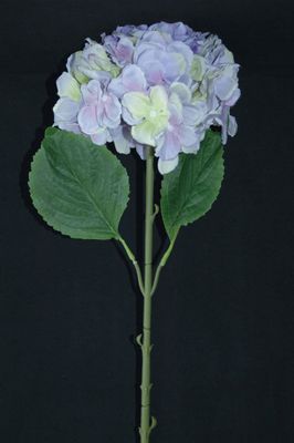 Hortensie 74cm, blau