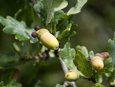 Sponsor a tree