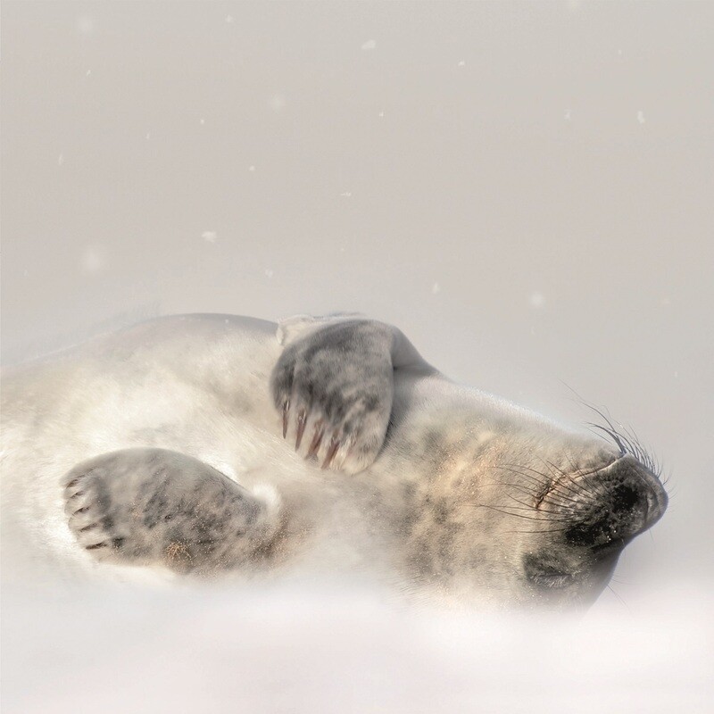Endearing seal pup in the snow