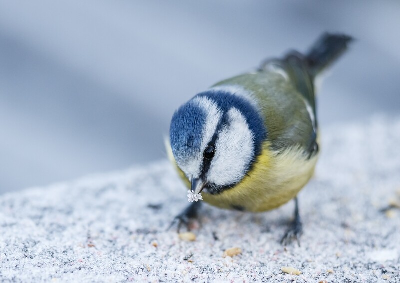Blue tit in the snow