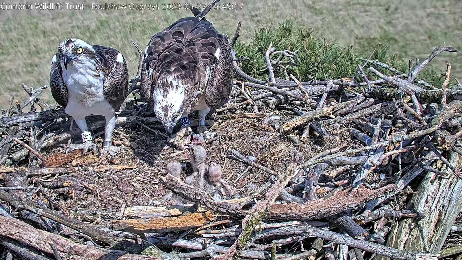 Sponsor an osprey
