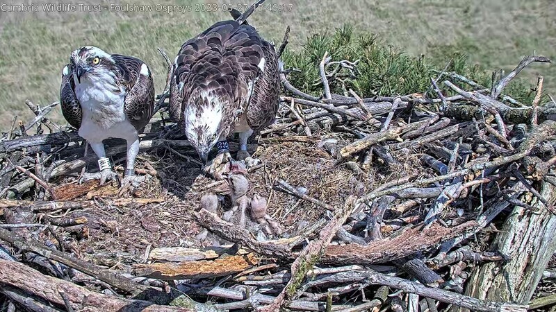 Sponsor an osprey