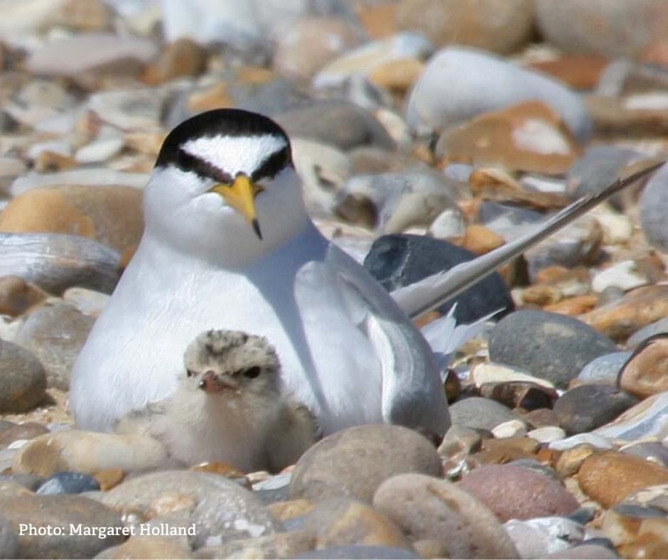 Sponsor a little tern