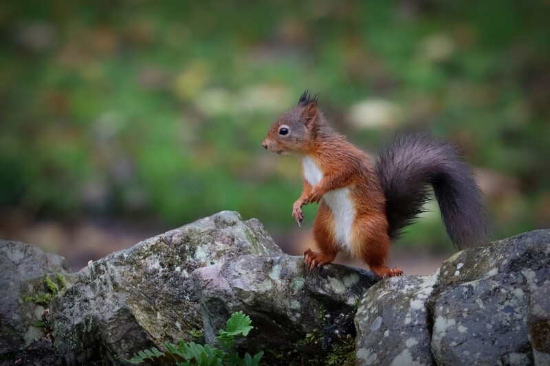 Sponsor a red squirrel