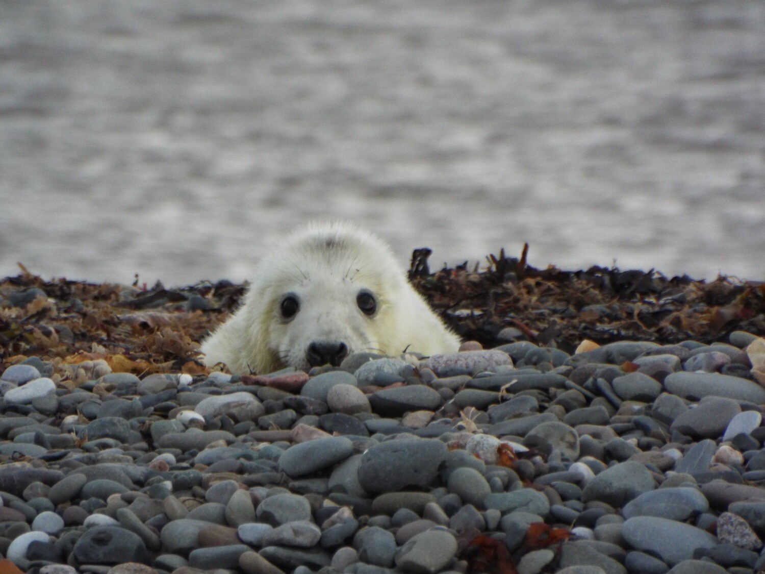 Sponsor a grey seal