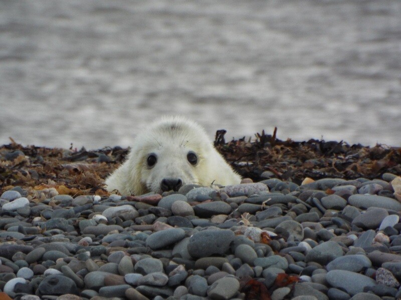 Sponsor a grey seal
