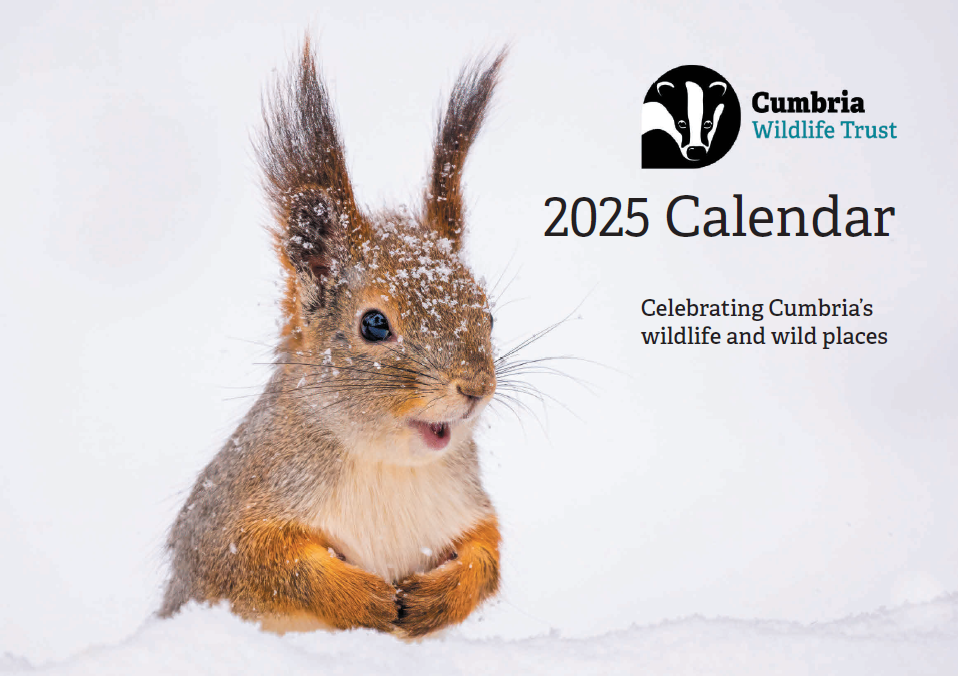 2025 Cumbria Wildlife Trust calendar