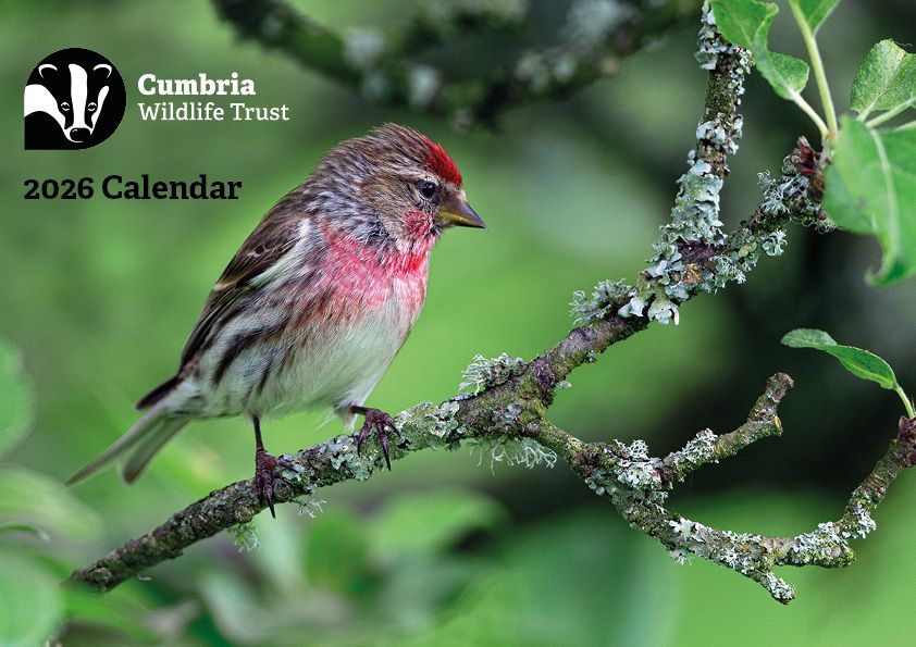 2026 Cumbria Wildlife Trust calendar