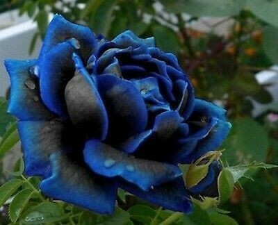 Blue with Black Midnight Rose Seed (120 seeds)