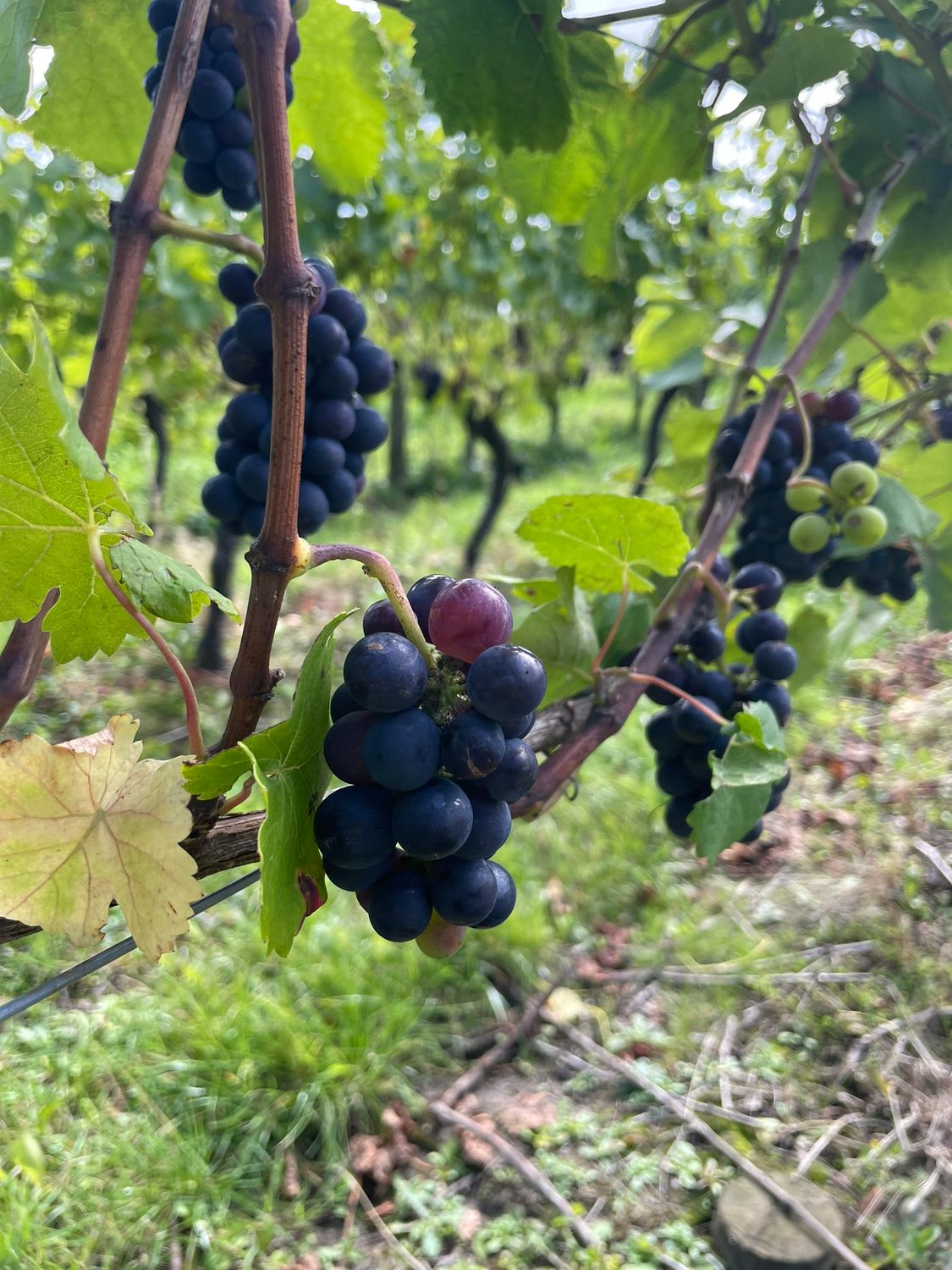 Ennakkomaksu Rioja 29.4.-3.5.2026 Ennakkomaksu Rioja 29.4.-3.5.2026