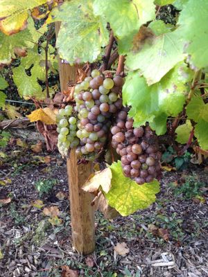 Viinikiertomatkat 2026