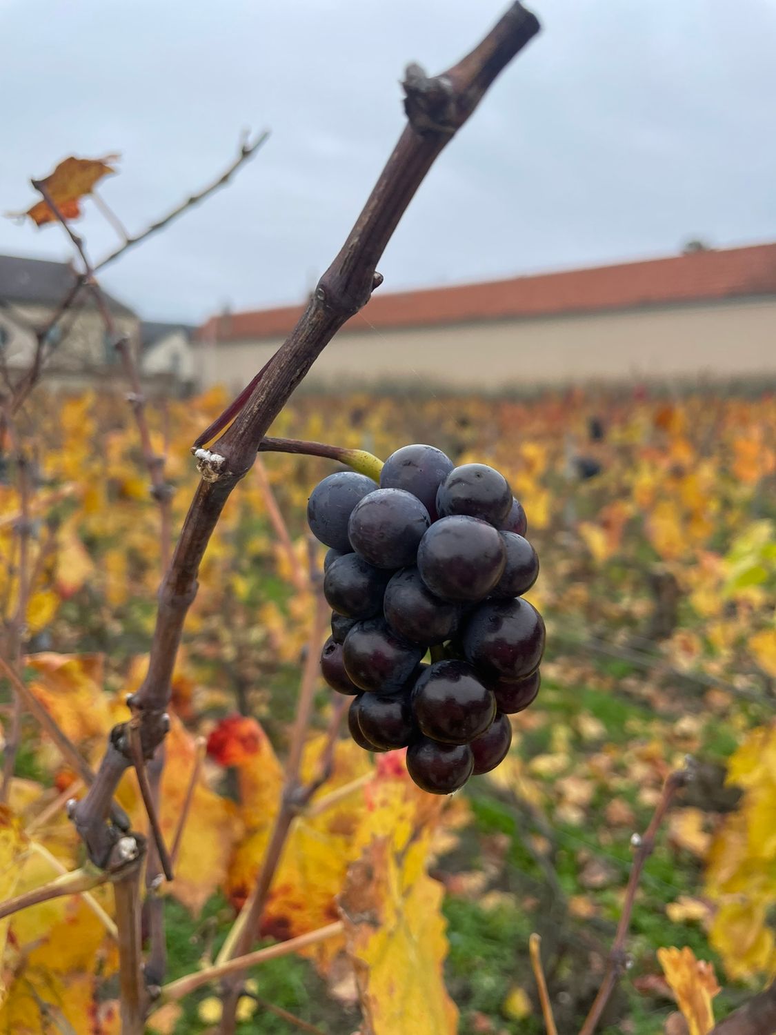 JS Travel &amp; Wineserver Champagne 10.-13.12.2026 Uutuusmatka "Samppanjaa, joulumarkkinat ja valofestivaali" 1560€ jaetussa 2hh. 1hh lisämaksu 250€. Ennakkomaksu 330€.