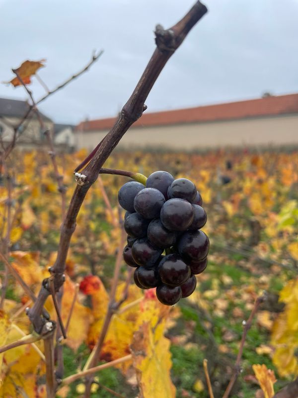 JS Travel &amp; Wineserver Champagne 10.-13.12.2026 Uutuusmatka "Samppanjaa, joulumarkkinat &amp; valofestivaali" 1560€ jaetussa 2hh. 1hh lisämaksu 250€. Ennakkomaksu 330€.