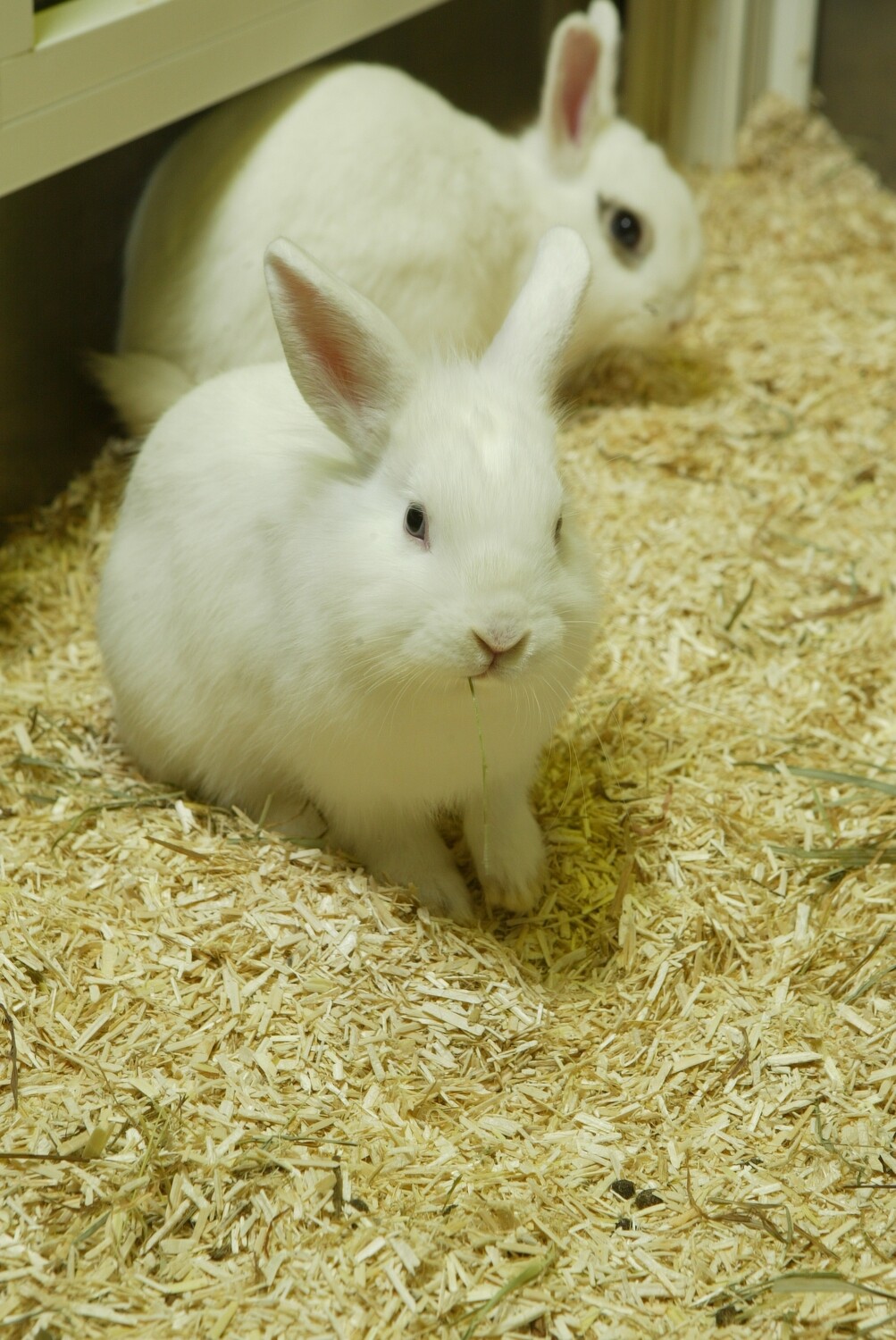 hemp rabbit bedding