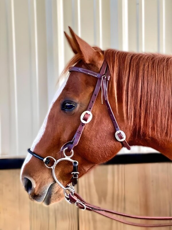 Vegas Hackamore