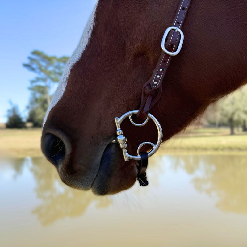 D Ring with Headstall and Rein Rings