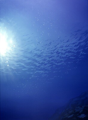 Jewels of the Deep Sea