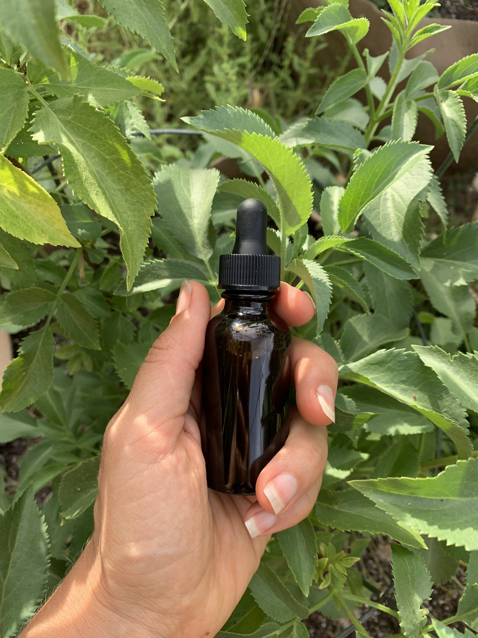 Elderberry Tincture 00029
