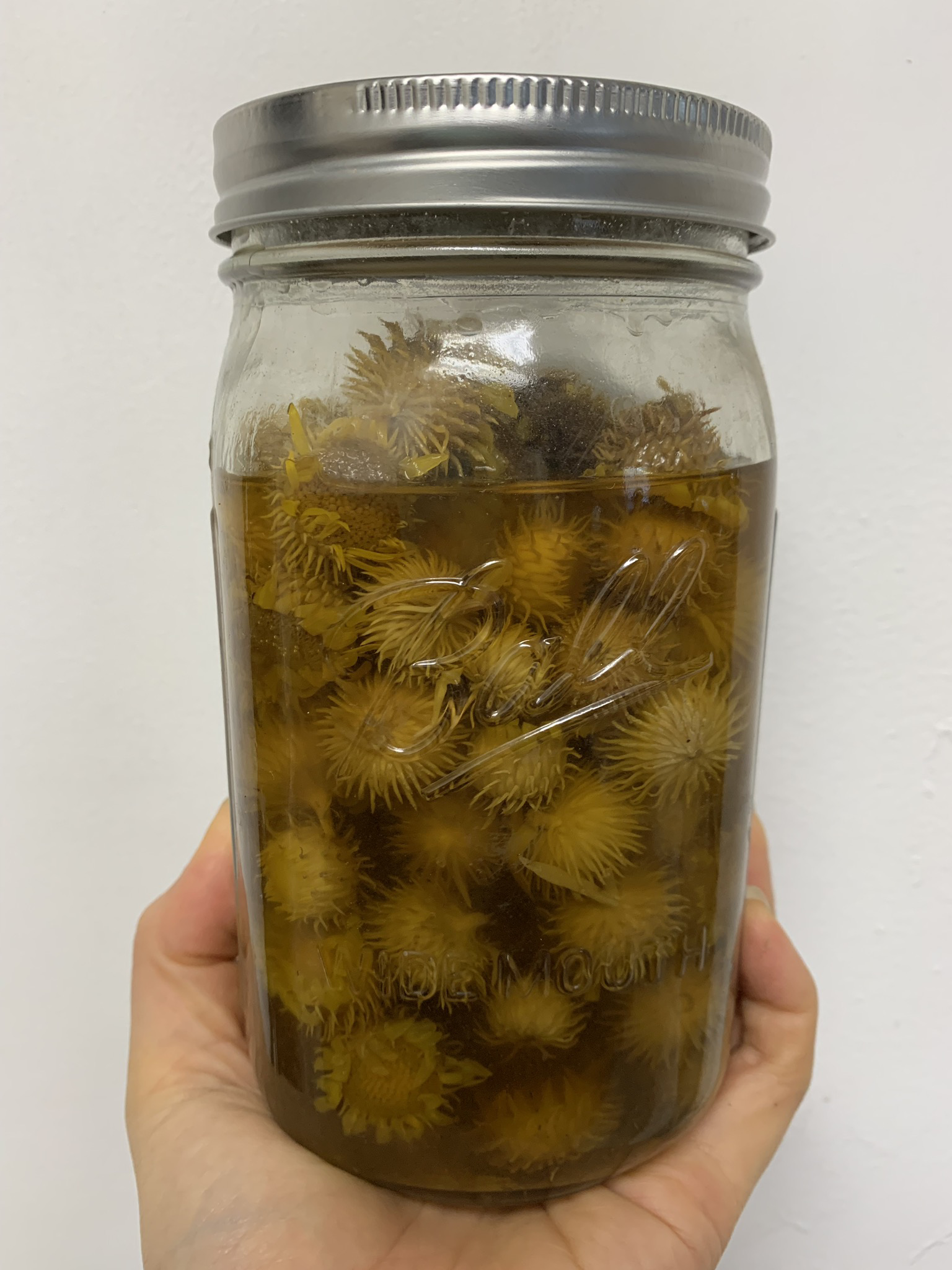 Gumweed Tincture