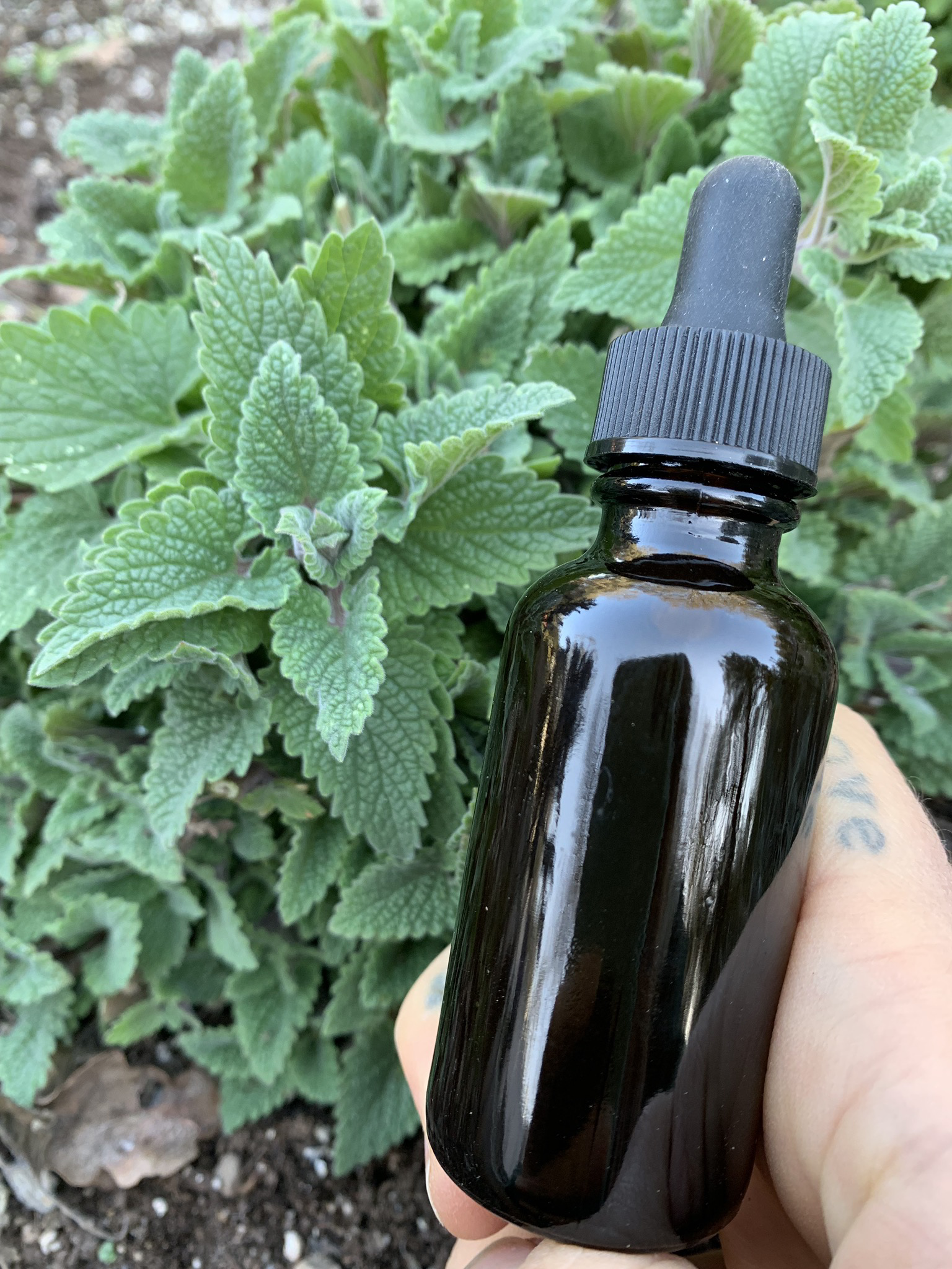 Catnip tincture 00099
