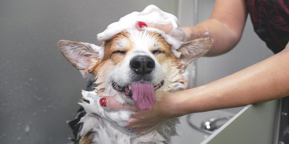 Dog or Cat Grooming Dog or Cat Grooming