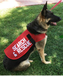 K-9 Vest