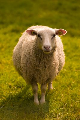 Wool