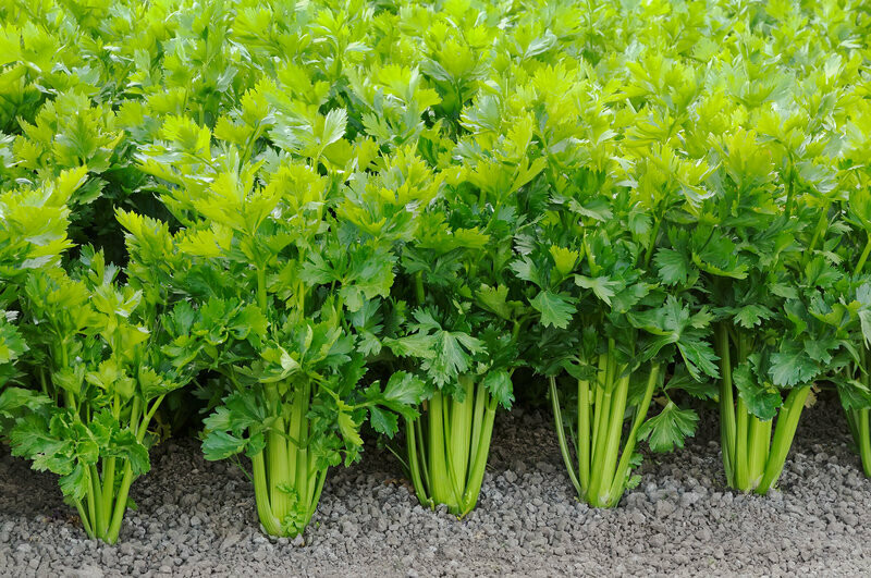 Bulk Quantity Fresh Organic Celery