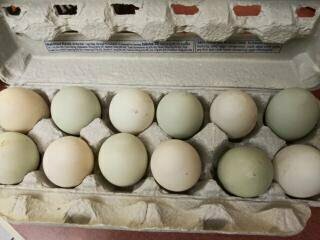 Fresh Laid Local Duck Eggs