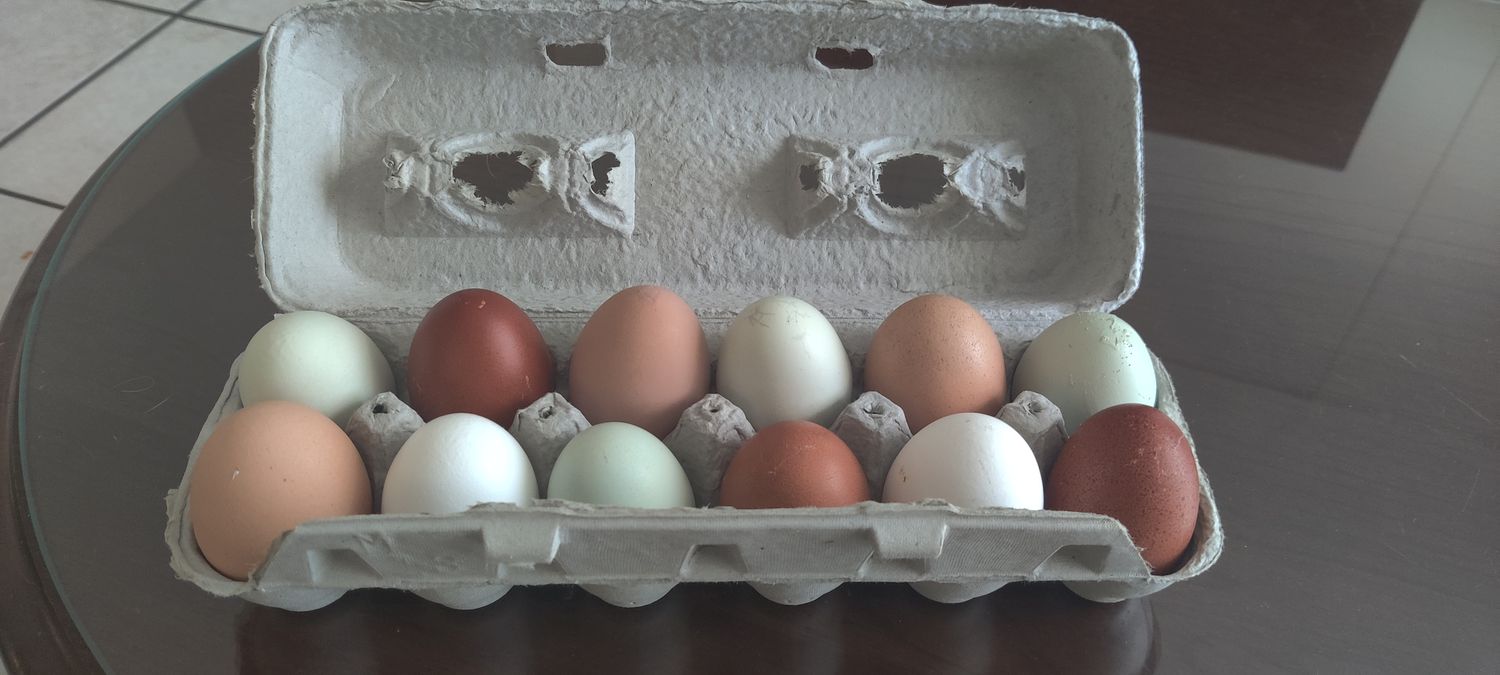 Fresh Laid Local Eggs
