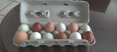 Fresh Laid Local Eggs